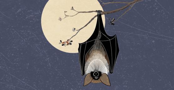 Le weekend du 29 et 30 août, Natagora lève le voile sur les super-pouvoirs des chauves-souris.