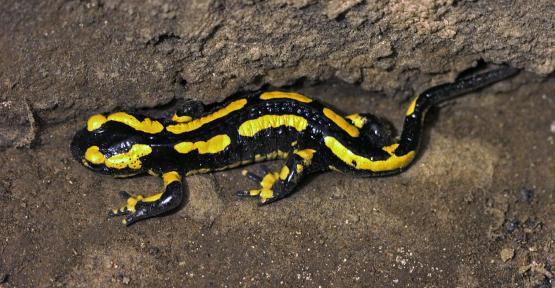 salamandre terrestre