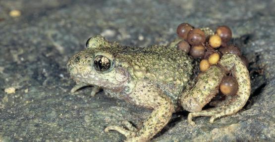 crapaud accoucheur