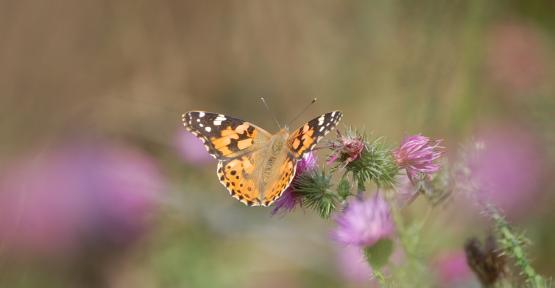 Les papillons de nos jardins en été