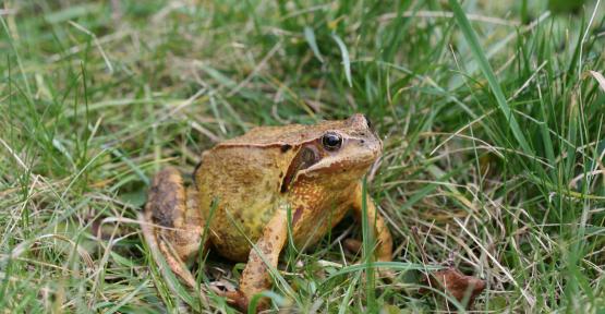 grenouille rousse