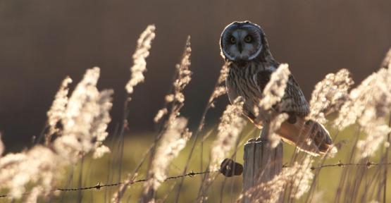 hibou des marais 