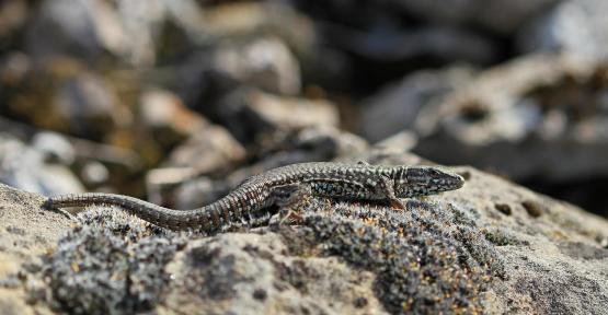 lézard des murailles 