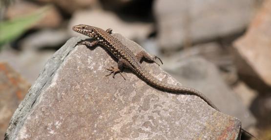 lézard des murailles