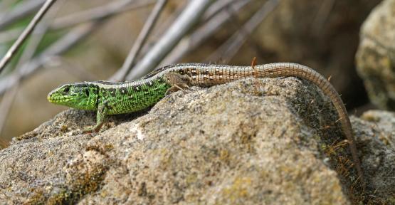 Lézard des souches 