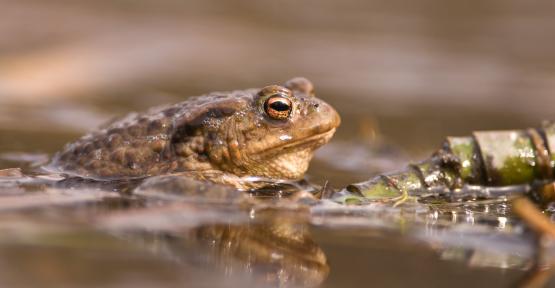 Crapaud commun 