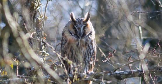 hibou moyen-duc