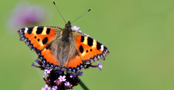 papillon petite tortue