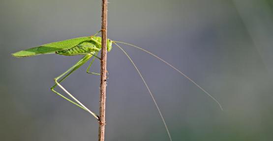 Papillons De Nos Jardins Natagora Les Papillons De Vos Jardins Natagora