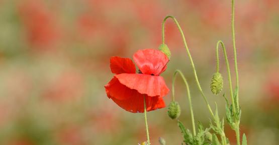 coquelicot