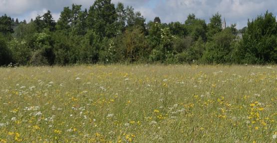 prairie fleurie