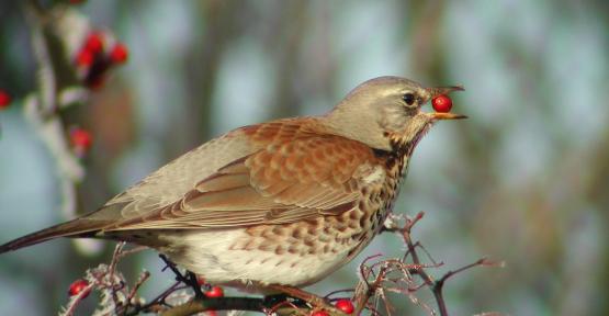 Le grand recensement des oiseaux de jardin