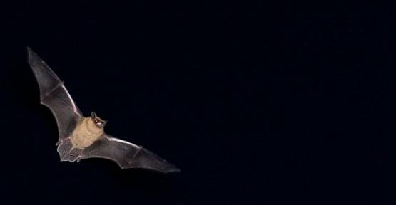 Chauves-souris