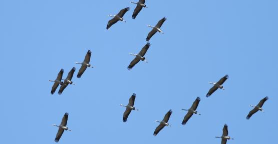 Migration de grues cendrées