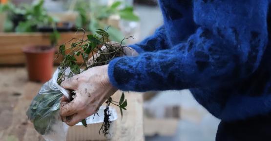 La bourse aux plantes sauvages