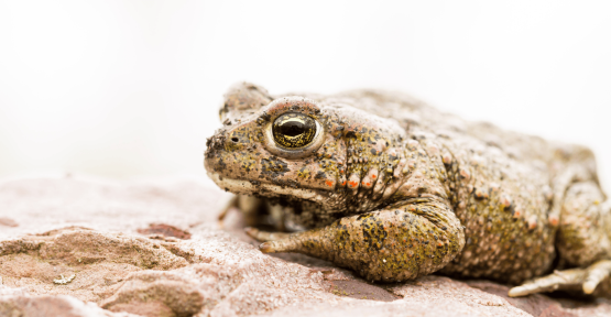 Crapaud calamite - Karl Gillebert