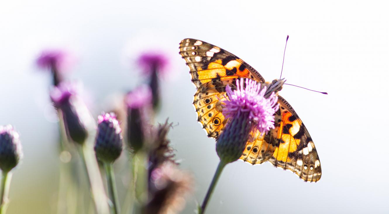 papillon