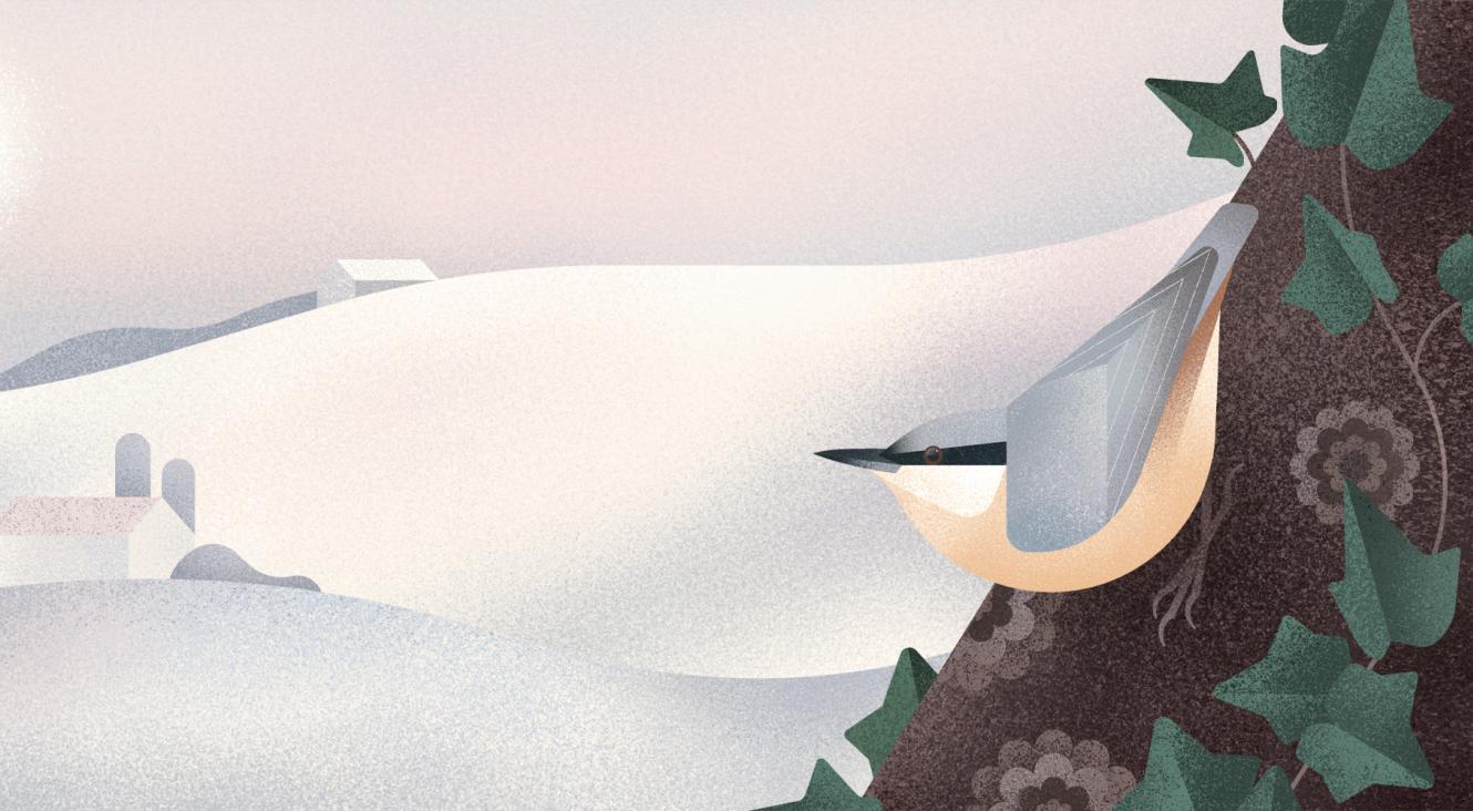 Visuel du Grand Recensement des oiseaux de jardin