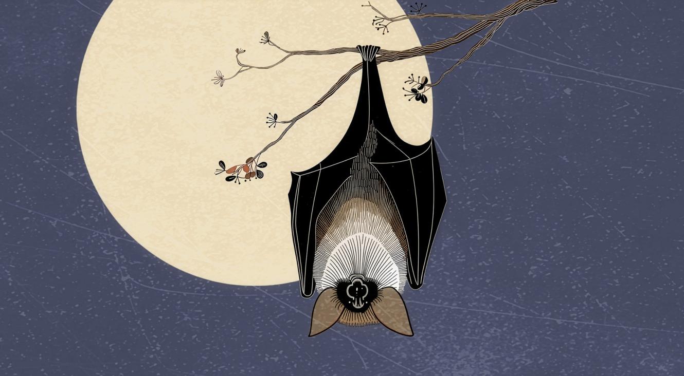 La Nuit européenne des chauves-souris 2026