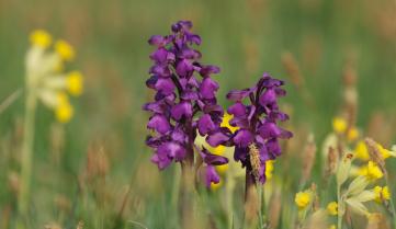 Orchis Bouffon