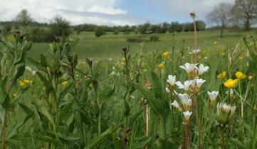 Vue sur une prairie