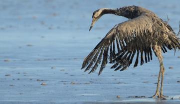 Grue et grippe aviaire