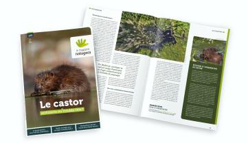 Magazine Natagora 125 : Le castor, architecte ou trouble-fête ?