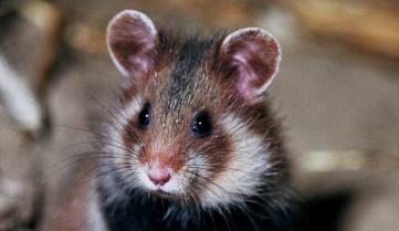 grand hamster 