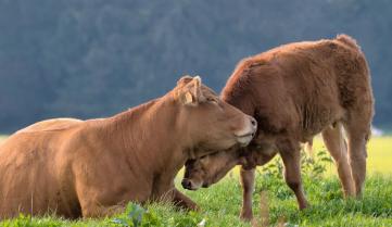 Agriculture et biodiversité, une alliance de longue date. Rendez-vous à la Foire de Libramont.