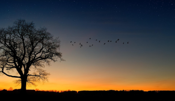appel à préserver la nuit