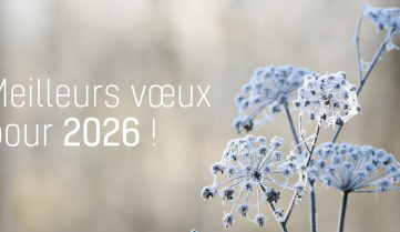 Meilleur vœux pour 2026 