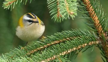 Roitelet triple-bandeau