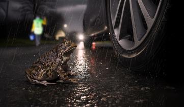 batracien qui tente de traverser 