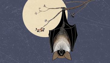 Le weekend du 29 et 30 août, Natagora lève le voile sur les super-pouvoirs des chauves-souris.