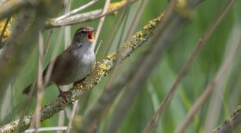 Bouscarle de Cetti