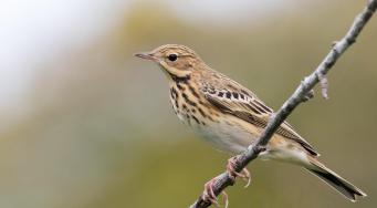 Pipit des arbres