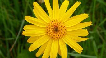 Arnica des montagnes