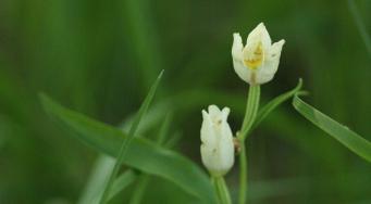 Céphalanthère de Damas