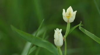 Céphalanthère de Damas