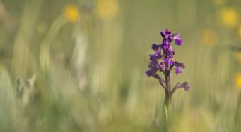 Orchis bouffon