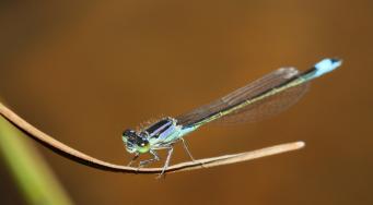 Agrion élégant