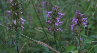 Bétoine officinale