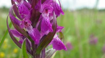 Orchis incarnat