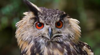 Hibou grand-duc