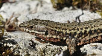 Lézard des murailles