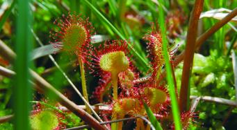 Drosera à feuilles rondes