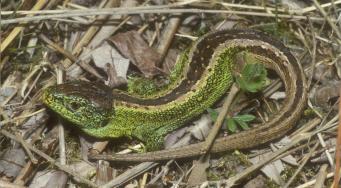 Lézard des souches