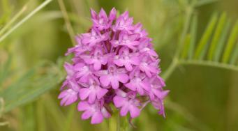 Orchis pyramidal