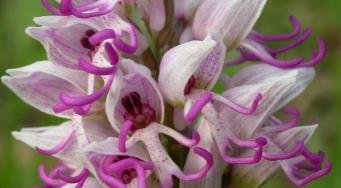 Orchis singe