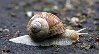 Escargot de Bourgogne